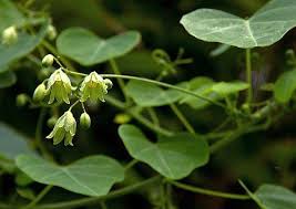 Image result for Adenia gummifera