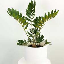 Image result for Zamia