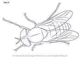 Learn How To Draw A Horse Fly Insects Step By Step Drawing Tutorials