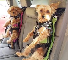The Rocketeer Pack Multifunctional Harness Pet Safety Your Dog Doggy