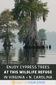 Full Of Rivers And Cypress Trees The Great Dismal Swamp Wildlife Refuge In Virginia Is A Water Lover S Marshy Paradise Incredible Places Adventure Getaway Places To See