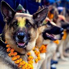 Anjing adalah salah satu hewan yang banyak dipelihara oleh 1. Kukur Tihar Saat Para Anjing Turut Serta Memeriahkan Diwali Guideku Com