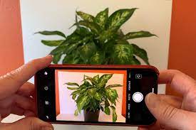 11 Steps To Help You Take Iphone Photos Like A Pro Iphone Photos Camera Tutorial Iphone Photography