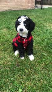 We did not find results for: Bernedoodle Puppies For Sale Niles Il 336747 Petzlover