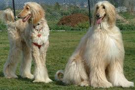 Other names for this breed are tāzī, balkh hound, baluchi hound, barakzai hound, shalgar hound, kabul hound, galanday hound or sometimes inco. Afghan Hound Dog Breed Information Images Videos Faqs