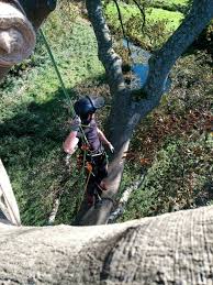 Image result for Icuria