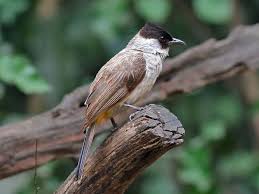 Brown Bird With White Stripe On Head Sooty Head Bulbul Pycnonotus Aurigaster By Hiyashi Haka