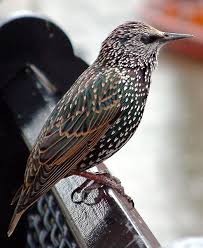 Birds That Start With Bu European Starlings As Pets Common Starling Starling Common Birds
