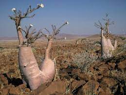 The bottle tree is in blossom. Pachypodium Lealii Bottle Tree World Of Succulents