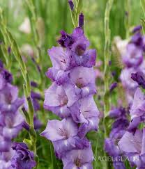 Image result for Gladiolus melleri