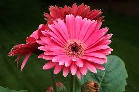 Pink Free Computer Wallpaper Flowers Trees To Plant Gerbera Daisy