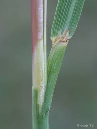 Image result for Andropogon ligulatus