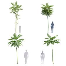 Image result for Schizolobium parahyba