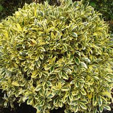 Image result for Euonymus