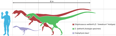 The coelophysis by kaiyodo is special in several ways. Coelophysis Fossil Wiki Fandom