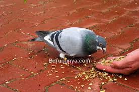 Meloloh piyikan burung merpati dengan mudah # merpatiku. 3 Makanan Untuk Membuat Merpati Betina Rajin Bertelur Burungnya Com