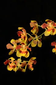 Image result for Ozoroa gomesiana