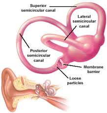 The organs in your inner ear make up the vestibular system and sense the position of your feeling dizzy or lightheaded from time to time is common and not always easy to describe. Epley Maneuver Exercises For Vertigo Ent Clinic