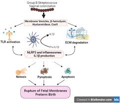 Image result for Group B Streptococcus