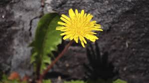 Korbblütler (asteraceae) wissenswertes zur pflanze. Lowenzahn Steckbrief Der Gesunden Pflanze