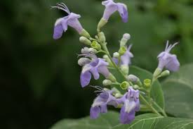 Image result for Vitex thyrsiflora