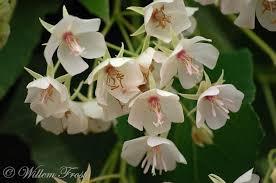 Image result for Dombeya burgessiae