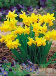 Narcissus Tete A Tete Gartenea Narcissus Daffodils Perennials