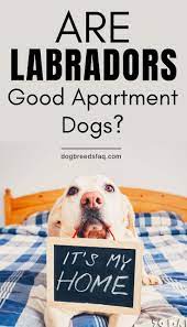 Are Labradors Good Apartment Dogs Dog Breeds Faq Best Apartment Dogs Apartment Dogs Dog Breeds