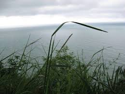 Umanesimo e dintorni - Guarda un filo d'erba al vento e sentiti come lui.  Ti passerà anche la rabbia. Tiziano Terzani | Facebook