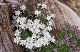 Edelweiss Im Garten So Gedeiht Es Bestens