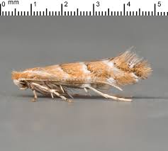 Image result for Anania perlucidalis