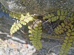 Image result for Adiantum incisum