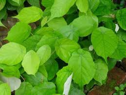 Image result for Pterospermum acerifolium