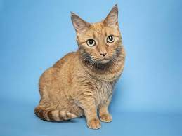 A dog or cat may be returned within that 30 day trial period as long as the pet that you are returning is healthy and its temperament is fine, it will go back up for adoption. Adopt A Pet Kitty And More Pets Up For Adoption In Phoenix Area Shelters