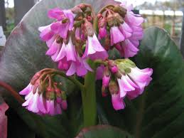 Bergenie Bergenia Cordifolia Eroica Bergenie Stauden Pflanzen