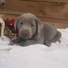 If you're familiar with dogs at all, then you know the labrador retriever and their standard colors: Jax Silver Labrador Retriever Puppy For Sale In Ohio
