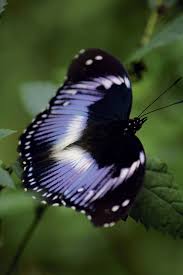 Image result for Sabicea bequaertii