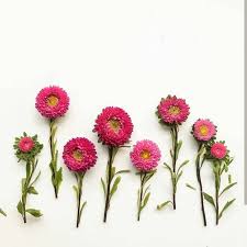 صور ورد و صور زهور من أجمل و أندر الورود من جميع أنحاء العالم مع خلفيات hd بفبوف flowers instagram posts iphone wallpaper