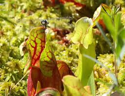 pitcher plants survive poor soil by turning trapped insects into potting mix ncpr news pitcher plants survive poor soil by