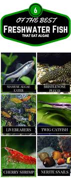 How To Prevent Algae In A Fish Tank 10 Types Of Aquarium Algae Pet Fish Fish Breeding Aquarium Fish
