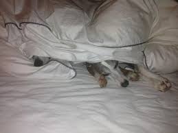 Bzw wie krieg ich ihn ins bett ohne weitere barabende, filmabende etc über mich ergehen zu lassen? Hunde Im Bett Das Problem Lumpi4 De Hundemagazin