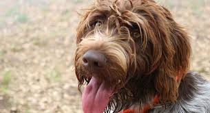 Why buy a wirehaired pointing griffon puppy for sale if you can adopt and save a life? Wirehaired Pointing Griffon Dog Breed Information Center