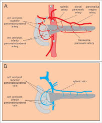 Decks in this class (12): Major Blood Vessels Of The Pancreas A Arteries 1 Abdominal Aorta 2 Download Scientific Diagram