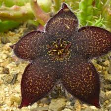 Image result for Tridentea