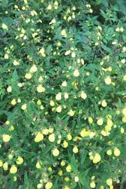 Image result for Calceolaria tripartita
