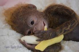 Pin On Reborn Monkeys Chimps