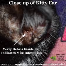 We did not find results for: Ear Mites In Cats Easy Treatment Plus Common Questions