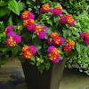 Grow cut flowers available have healthy leaves and are trimmed down to keep only the necessary and the. 1