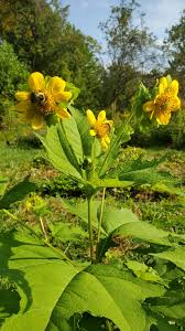 Image result for Leptochloa uniflora