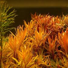 Image result for Nesaea erecta